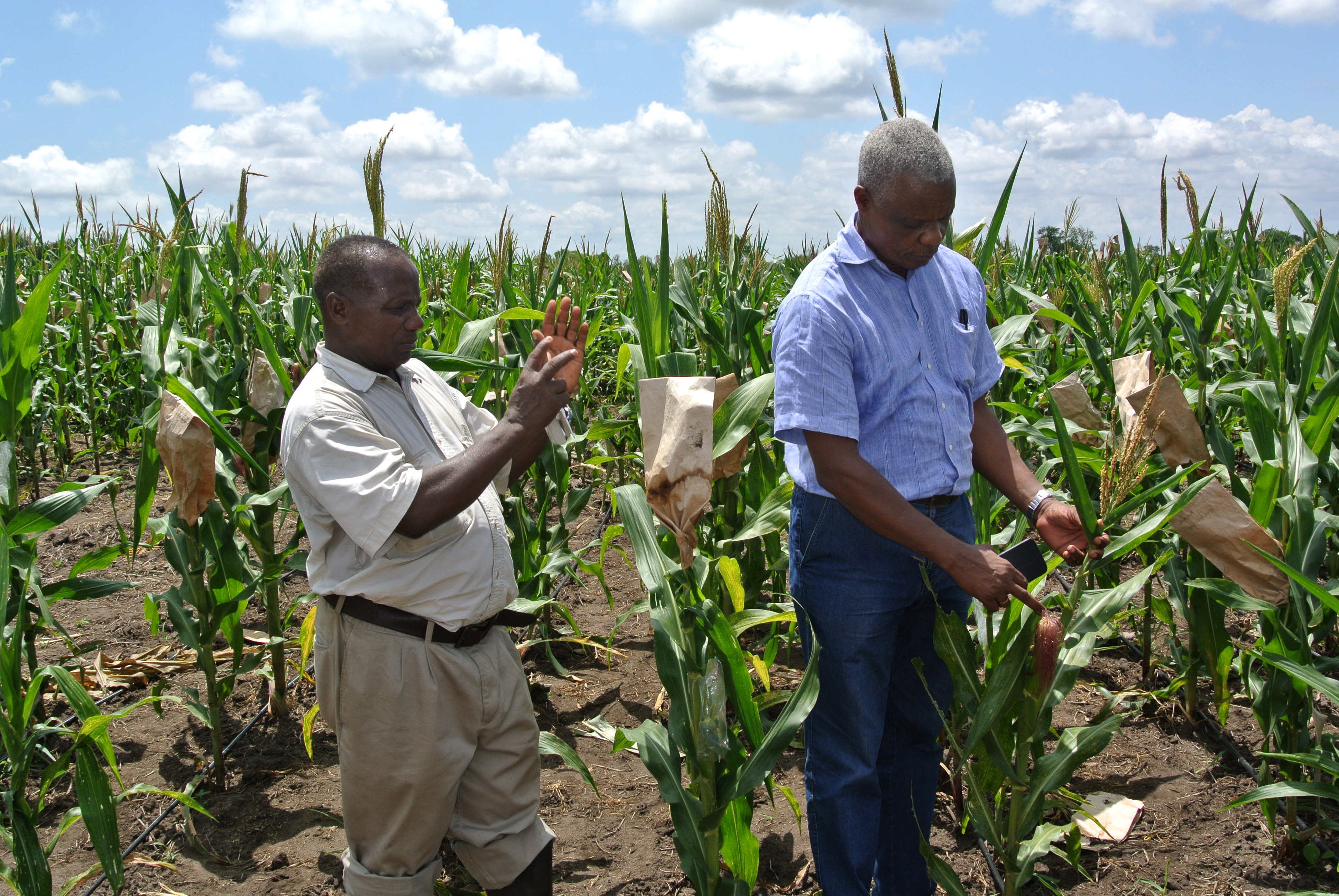 WEMA at Ilonga Agricultural Research Institute station
